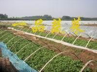 北京红薯苗大量销售农科院红薯苗高产红薯苗基地_农副产品